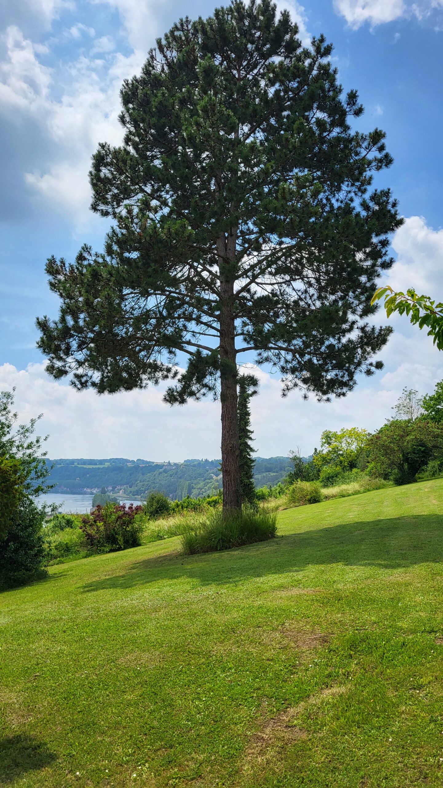 Grand pin dominant la vallée de la Seine